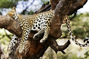 Sleeping Cheetah2036616069 300x200 - Sleeping Cheetah - white, Sleeping, Cheetah